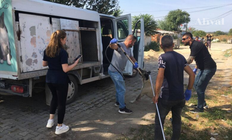 kopek 2 | Edirne Ahval Gazetesi